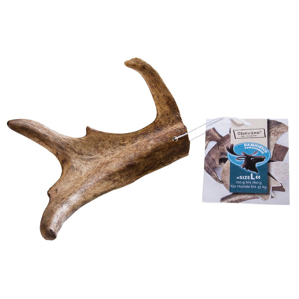 Chewie's fallow deer antler snack