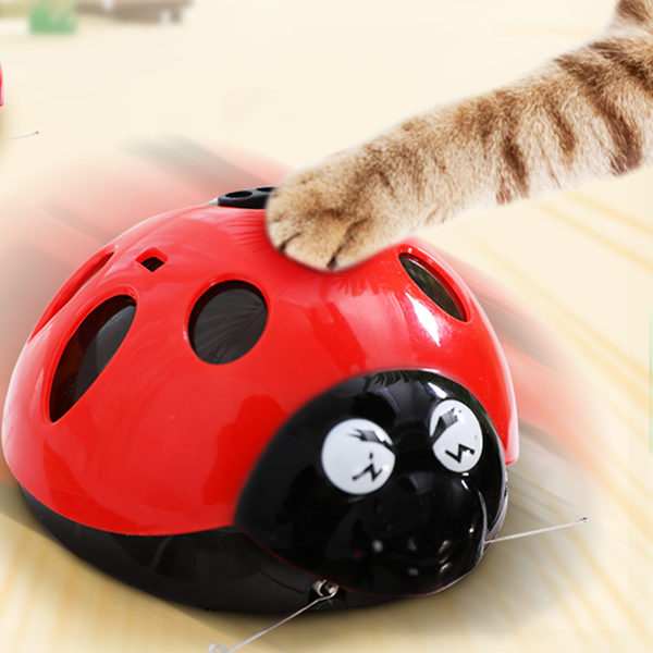 Catch me! Ladybug toy